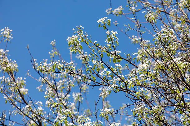 istock A tree with white flowers is in full bloom 2216014747