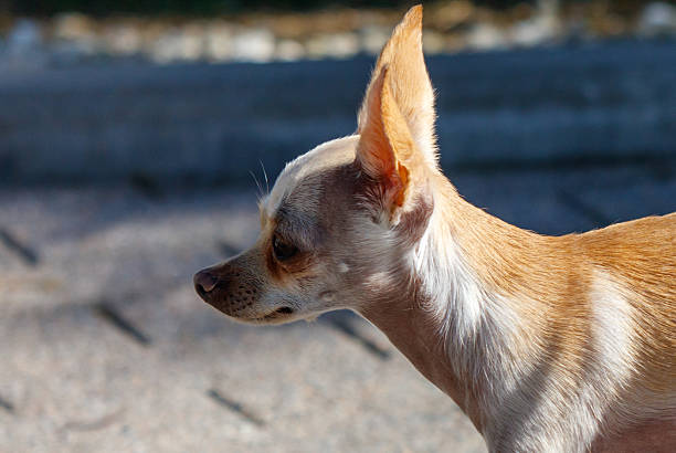 Portrait of white chihuahua dog sitting in front of car prepare to travel