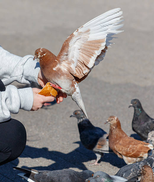 istock A person is feeding pigeons on the ground 2216014837