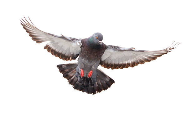 istock A pigeon is flying in the air with its wings spread out 2216014881