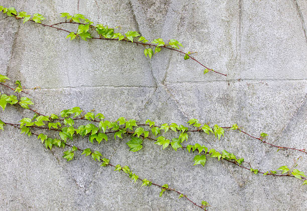 The ivy plant is growing on a wall. The leaves are green and the plant is climbing up the wall