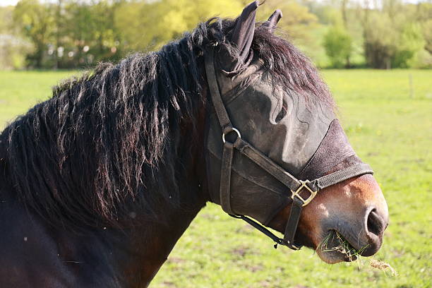 Horse with a black mane and a black mask on its face. The horse is eating grass