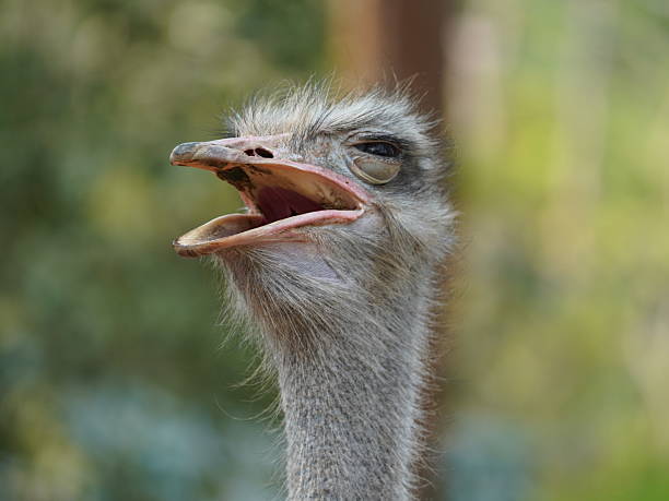 istock THE HEADSHOT OF OSTRICH 2216015430