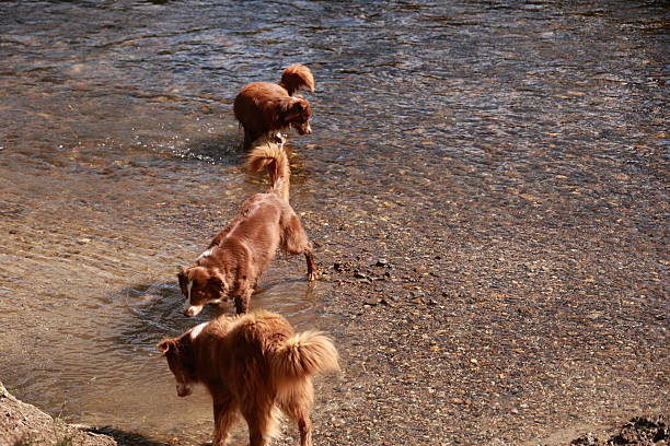 istock Three dogs are playing in the water 2216015723