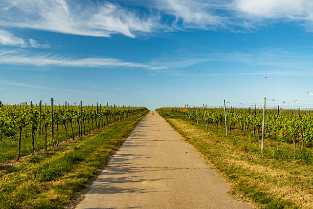 A concrete path cuts through the center of an expansive vineyard, flanked by perfectly aligned rows of young green grapevines under a vivid blue sky with wispy clouds.