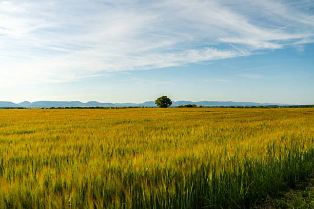 istock Golden Barley Field with Lone Tree 2216015892
