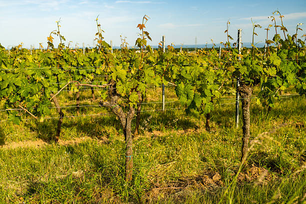 Rows of vines in a spacious field with modern wind turbines visible in the background, blending traditional agriculture with renewable energy.