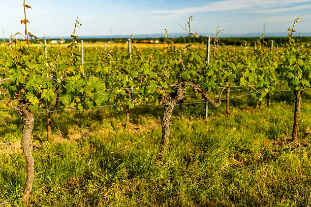 A slightly wider look at healthy grapevines in neat rows, gently climbing along training wires with hills and a village faintly visible in the background.