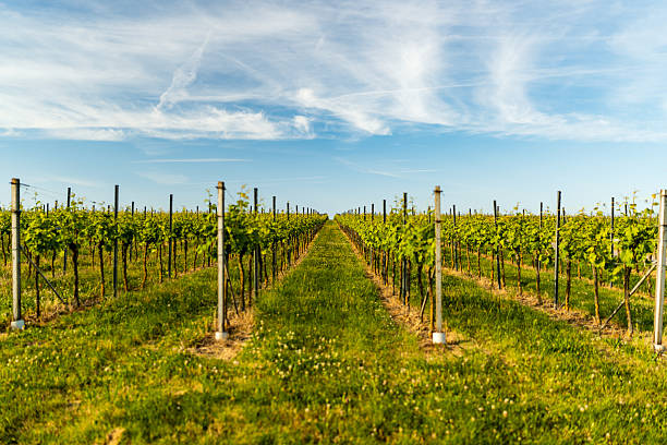 Napa Valley Autumn Vineyards, Mountains, Sunset