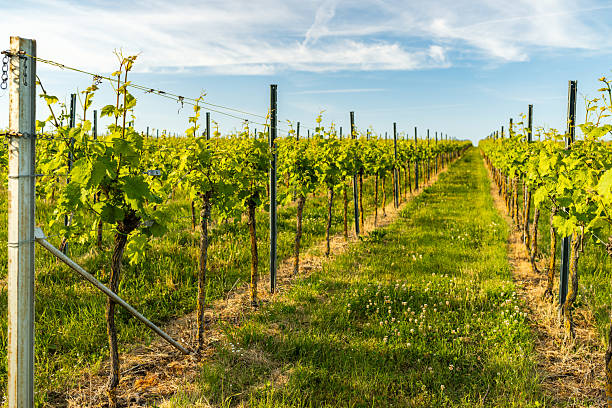 istock Vineyard Landscapes – Spring Growth and Nature's Geometry 2216016050