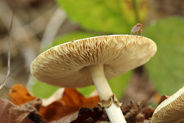 Close up of underside of mushroom toadstool growing in woodland leaf litter, a fly is sitting out of focus on top
