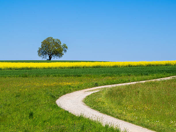 A solitary tree stands in a vibrant yellow field under a clear blue sky, with a winding path leading through lush green grass.
