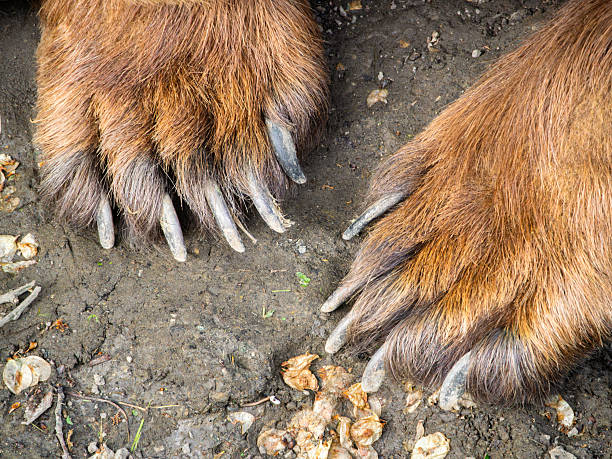istock Close-Up of Bear Paws with Claws on Dirt 2216018530