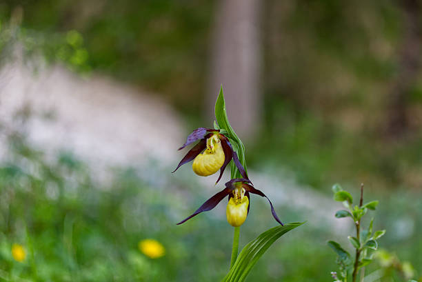 istock Lady's slipper, (Cypripedium calceolus) very rare and protected flower 2216018874
