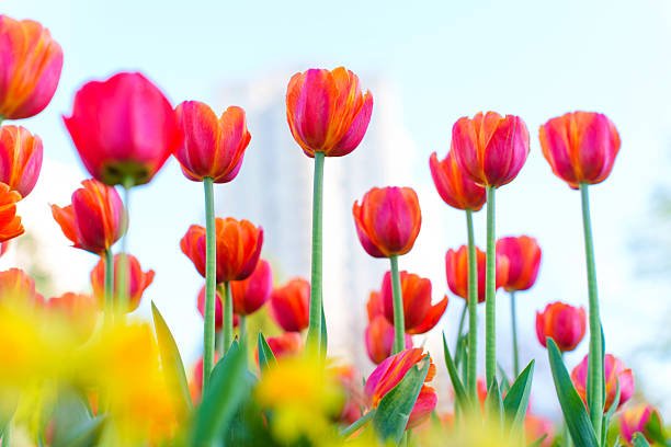 istock Vibrant Pink Tulips in Bloom Against a Soft Blue Sky 2216019934