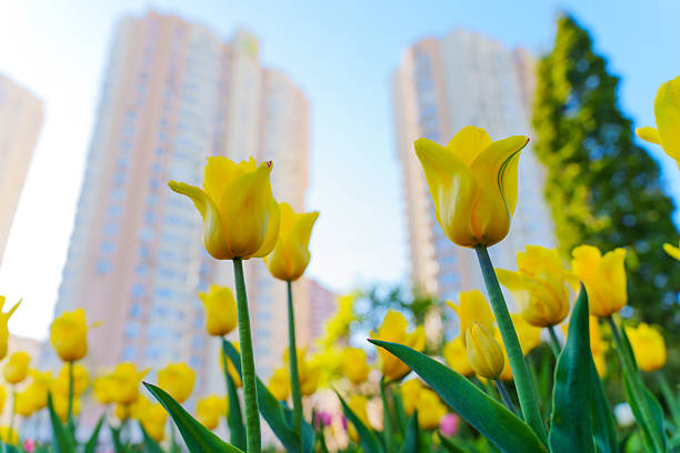 istock Vibrant Yellow Tulips Blooming Against Urban Backdrop 2216020010