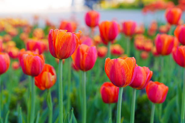Vibrant orange and red tulips blooming in a well-maintained garden, showcasing their intricate petals and lush green foliage during springtime.