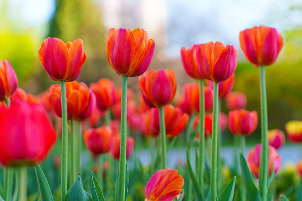 istock Vibrant Tulips Blooming In A Lush Spring Garden Setting 2216020145