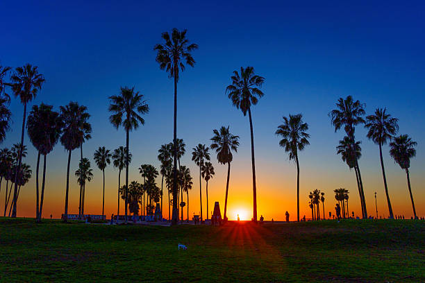istock Stunning Sunset Over Venice Beach with Silhouetted Palm Trees 2216020430