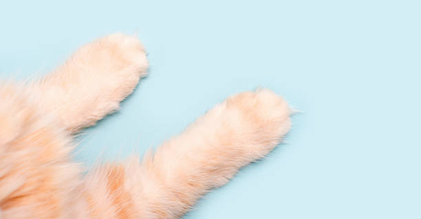 istock Cute ginger cat paws on blue background close-up top view, copy space. 2216022180