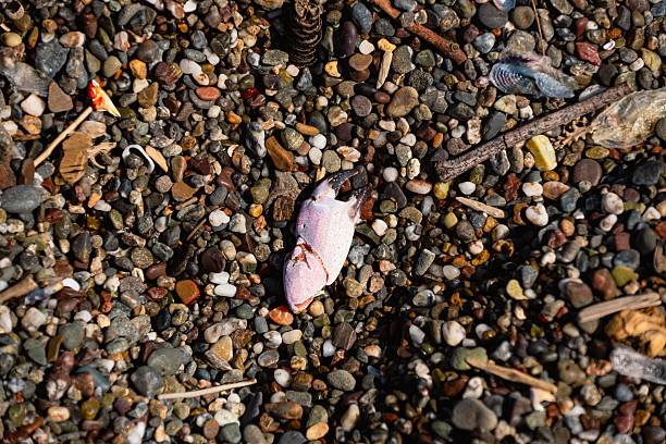 Dead fish on beach