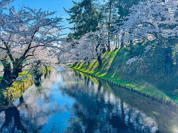 istock Cherry blossoms reflected on the water under the full bloom of spring 2216025119