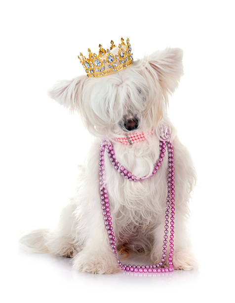 Chinese Crested Dog Powderpuff