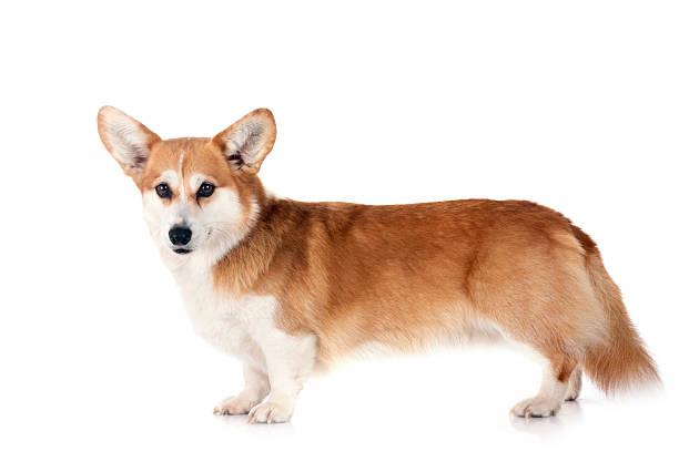 istock Pembroke Welsh Corgi 2216027652