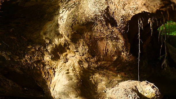 istock a large tree trunk that has fallen and begun to rot 2216028204