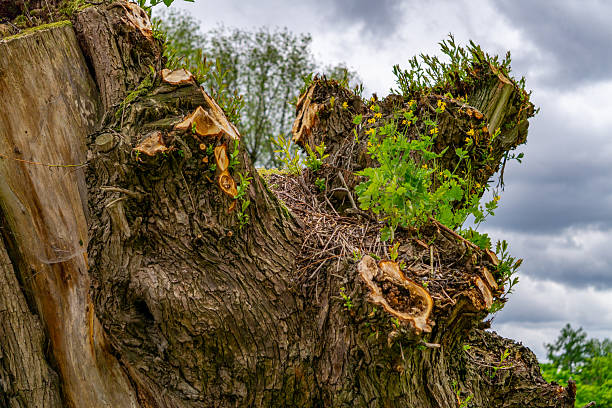 Old willow tree stump with fresh green shoots emerging from the wood. A small herbaceous plant is also growing between the branches. A symbolic image of nature’s resilience and regeneration.