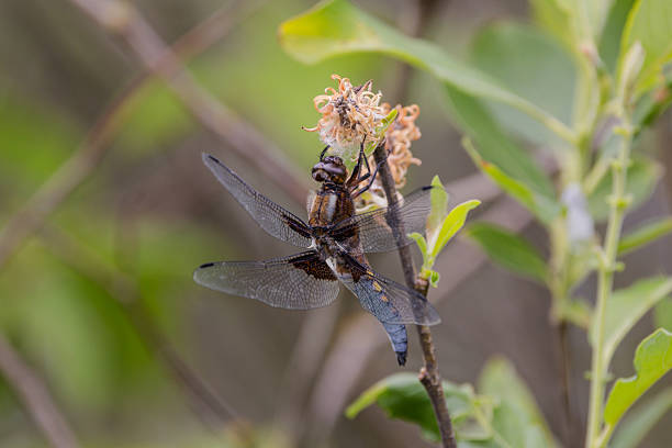 A male dragonfly Libellula depressa sits on a branch