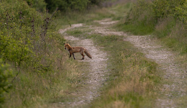 istock Young fox Vulpes vulpes on the hunt 2216032387
