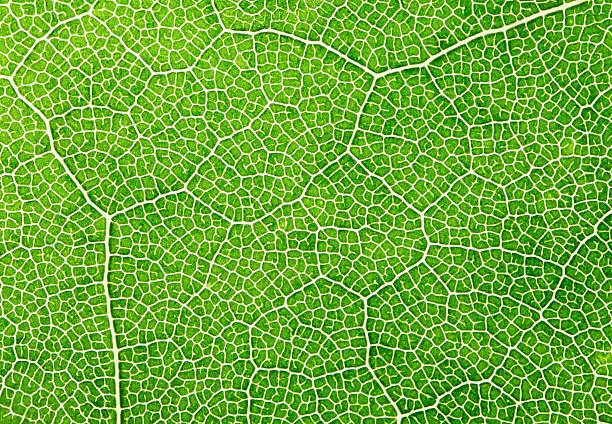 macro texture of a veined green leaf