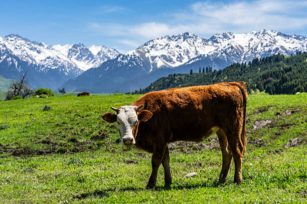 A herd of cows grazes on a mountain covered with grass and rocky stones.