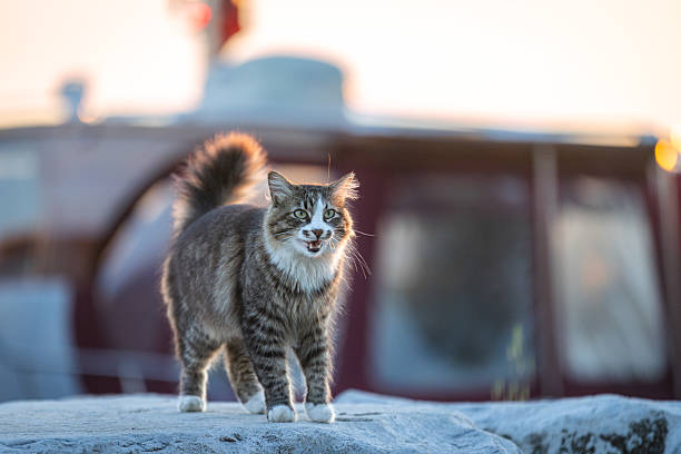 Stray cat is walking on the street.Istanbul - Turkey.