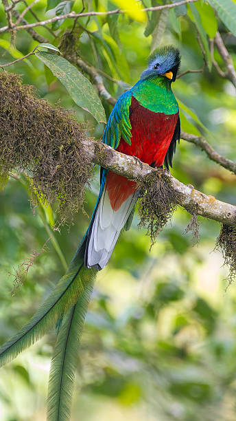 istock Quetzal from Guatemala 2216034050