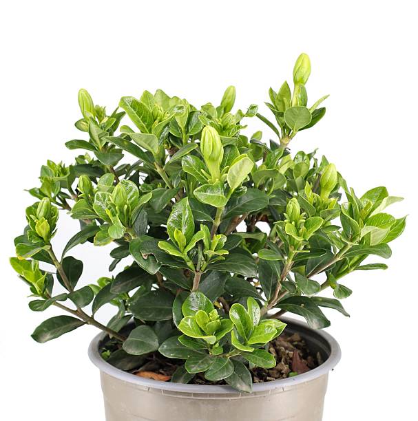 istock Small Gardenia jasminoides in a flower pot 2216035656