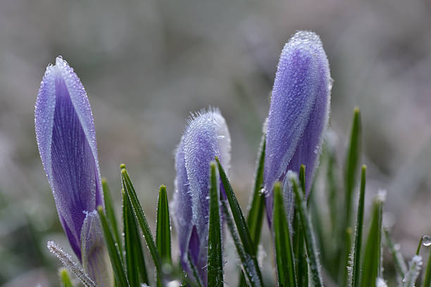 Elegant white crocus buds emerge from the cold earth, surrounded by remnants of snow, signifying arrival of spring. Beauty of nature overcoming harsh conditions