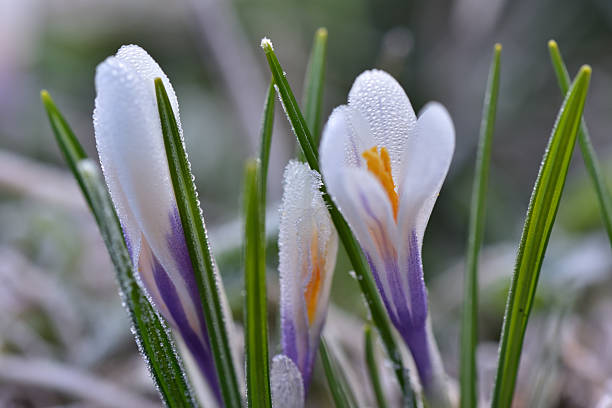 Crocuses in a garden on a cold morning in Geneva, Switzerland.