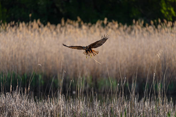 istock Marsh harrier in flight above a reed-covered landscape 2216036952