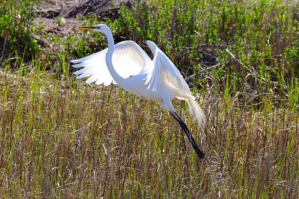 istock Egret in Flight Over Wetland 2216037438
