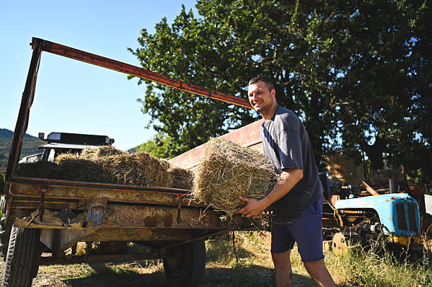 Farmer loading hay bales onto trailer in sunny rural landscape