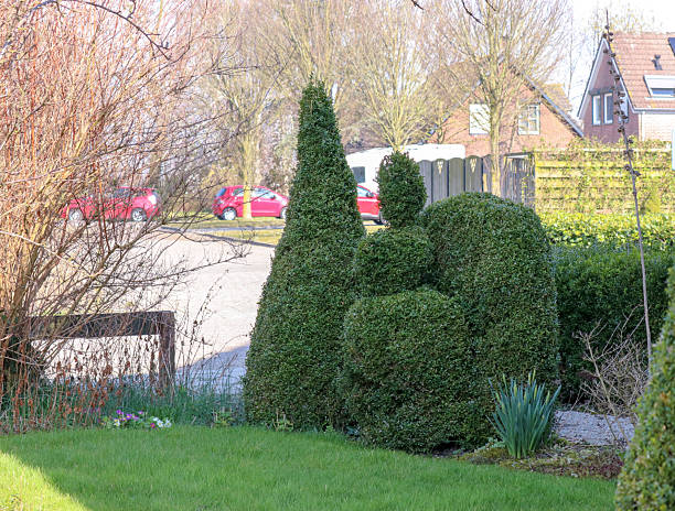 a garden with bird and conical shaped boxwood shrubs