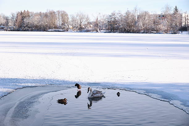 Group of ducks are swimming in a pond. The water is frozen and the sky is clear