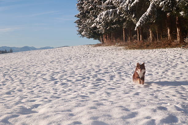 A woman in a warm fur-trim parka walks her small fluffy dog along a snow-covered path beside snow-laden evergreens on a bright winter day, capturing a calm outdoor moment.