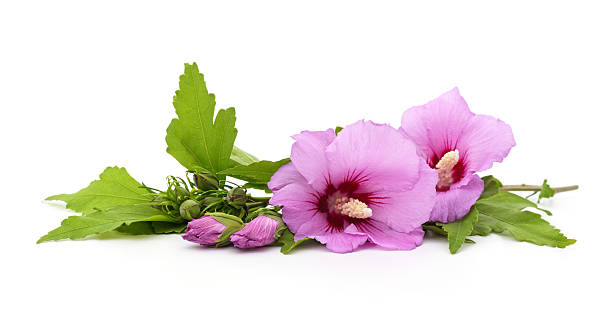 istock Branch with purple hibiscus flower. 2216045116