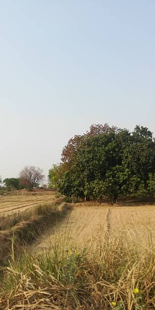 istock The farm view with bushes 2216046321