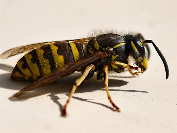 Extreme close up macro color image depicting a wasp outdoors sitting on a yellow lovage flower. Focus is on the wasp with the flower defocused in the background. Room for copy space.