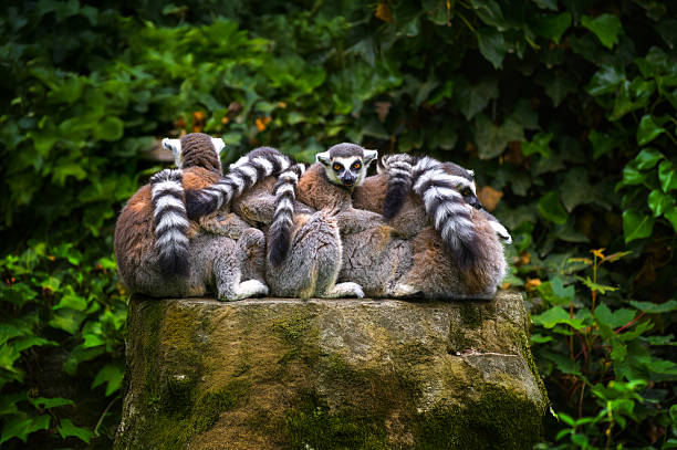Group of Ring-Tailed Lemurs Huddled Together on a Large Tree Stump