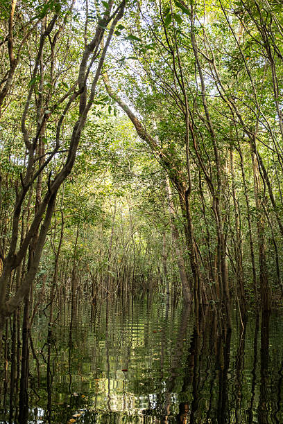 istock Blackwater flooded forests of the Amazon Basin. 2216050236